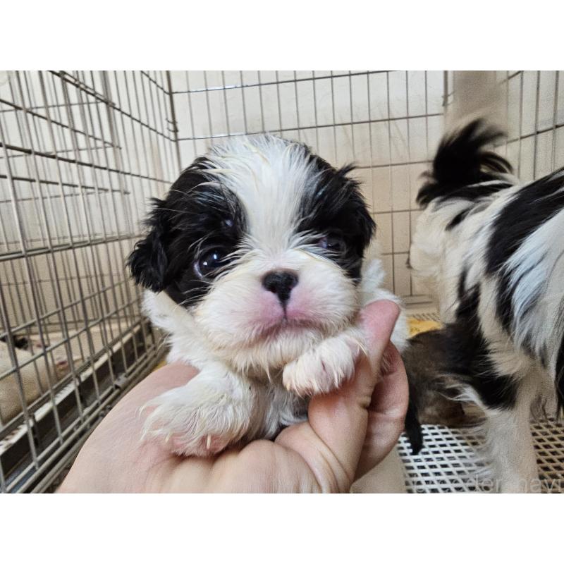 販売中の愛知県の狆 (チン)-449268の2枚目