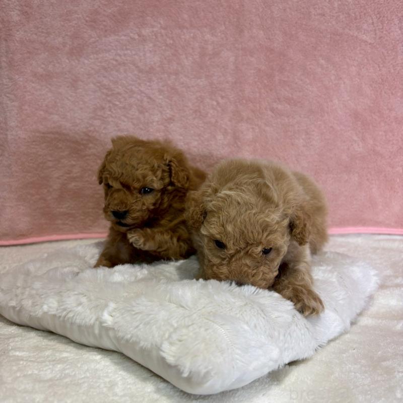 販売中の大阪府のトイプードル-449272の11枚目