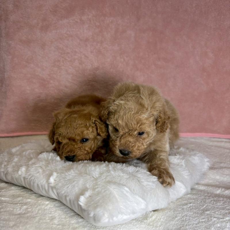 販売中の大阪府のトイプードル-449272の10枚目