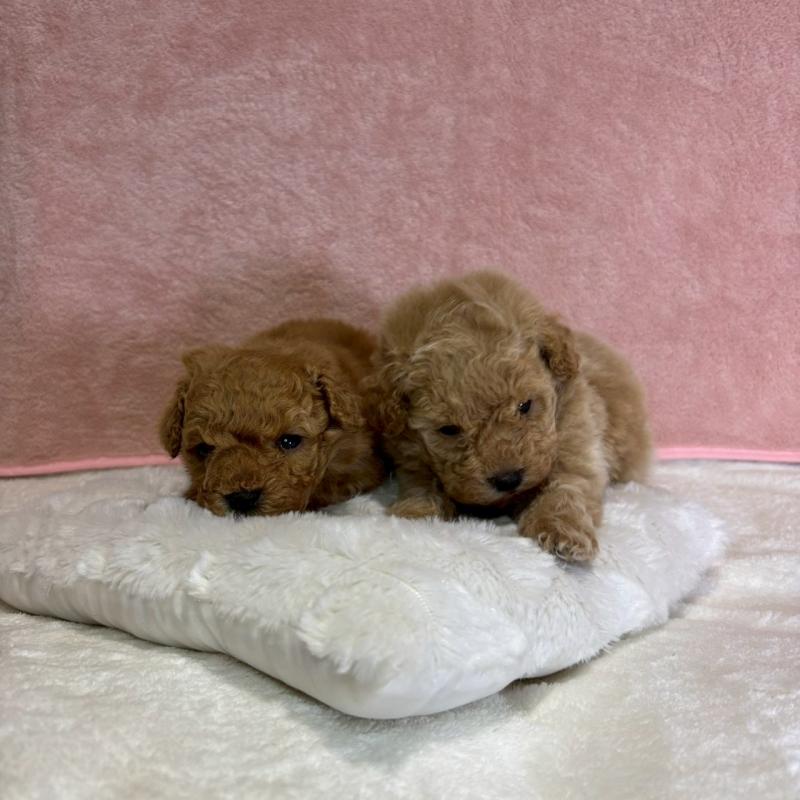 販売中の大阪府のトイプードル-449272の7枚目