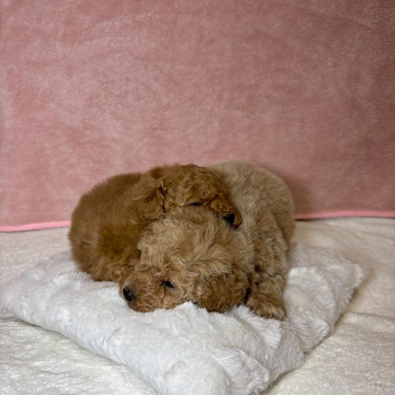 販売中の大阪府のトイプードル-449272の4枚目