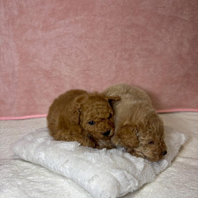 販売中の大阪府のトイプードル-449272の3枚目