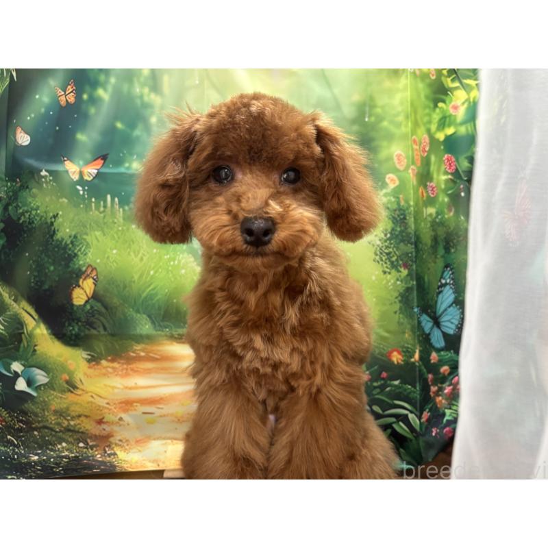 販売中の栃木県のトイプードル-423584