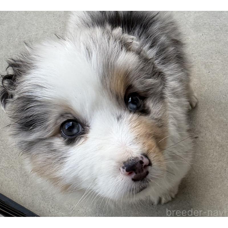 販売中の山梨県のオーストラリアンシェパード-449275の5枚目