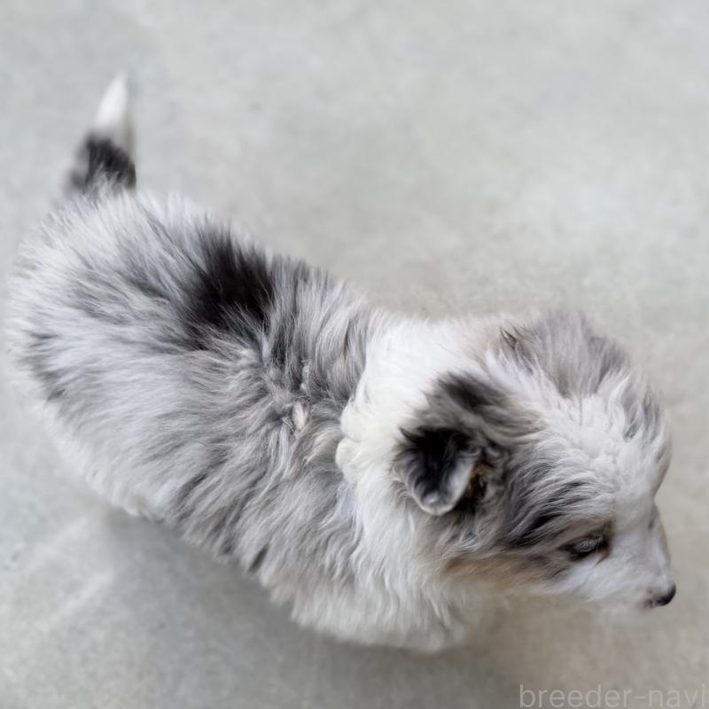 販売中の山梨県のオーストラリアンシェパード-449275の4枚目