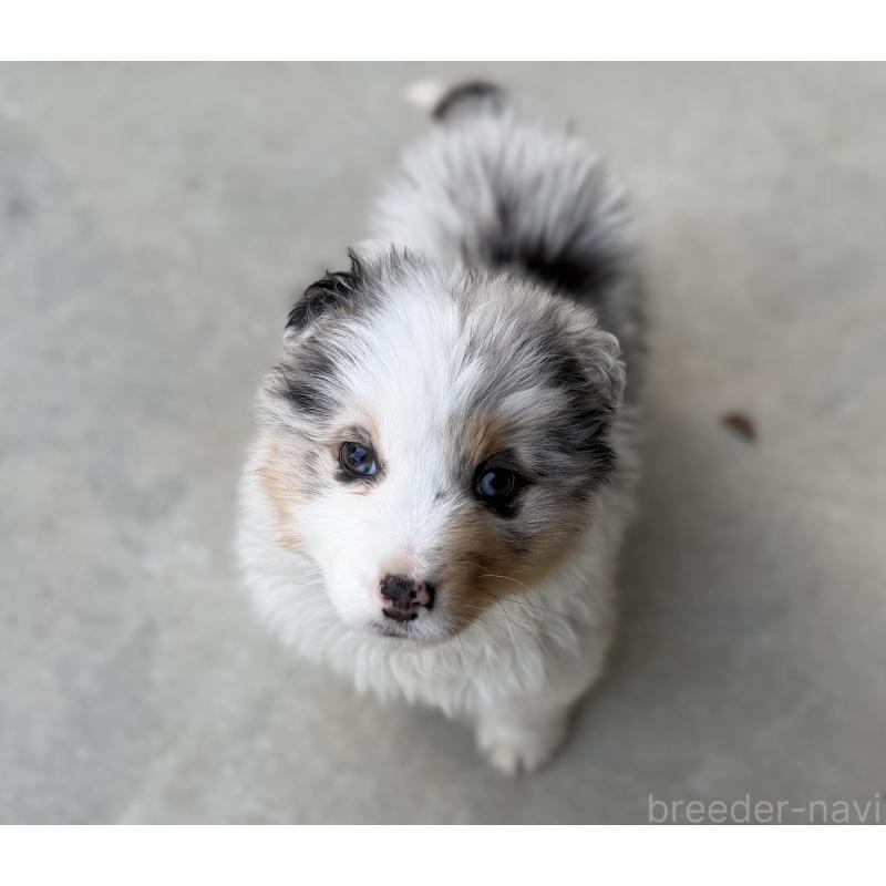 販売中の山梨県のオーストラリアンシェパード-449275の3枚目