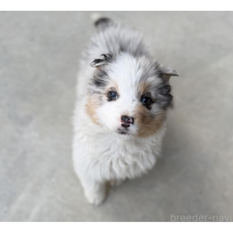 販売中の山梨県のオーストラリアンシェパード-449275の2枚目