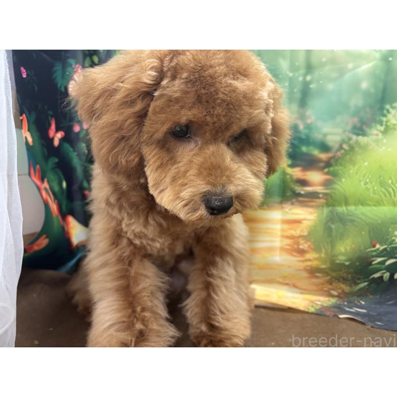 販売中の栃木県のトイプードル-423583の11枚目