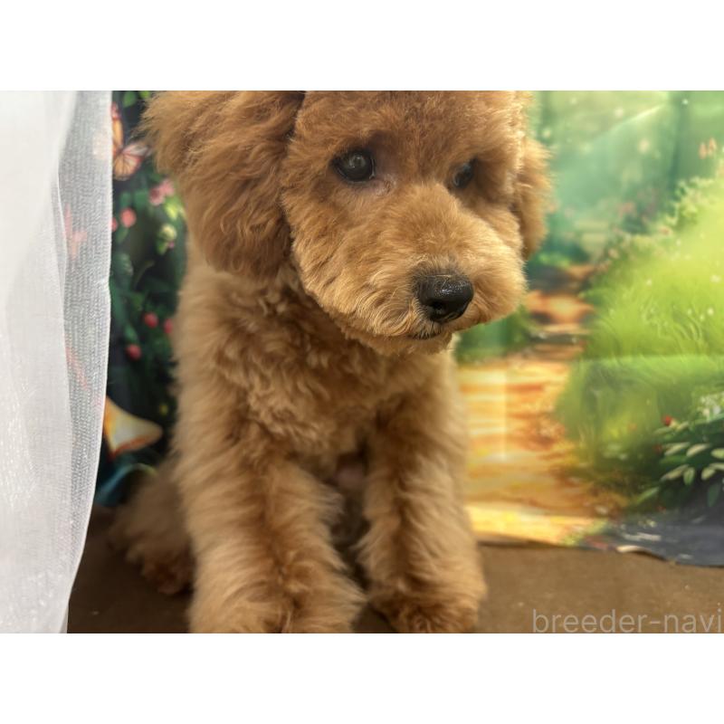 販売中の栃木県のトイプードル-423583の10枚目