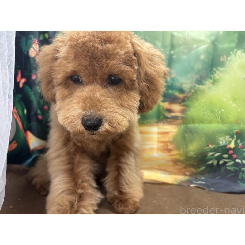 販売中の栃木県のトイプードル-423583の9枚目