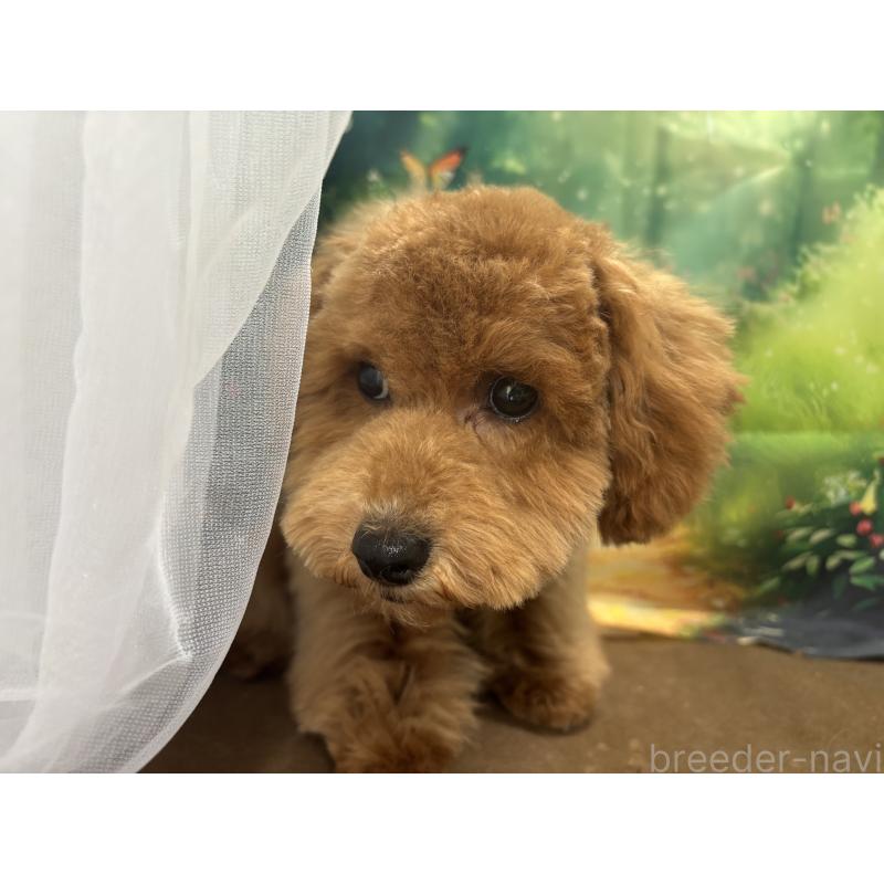 販売中の栃木県のトイプードル-423583の8枚目