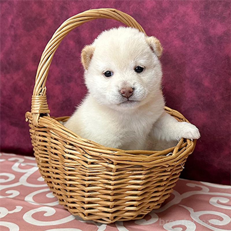 販売中の神奈川県の豆柴-449283の4枚目