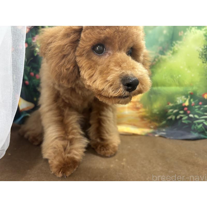 販売中の栃木県のトイプードル-423583の7枚目