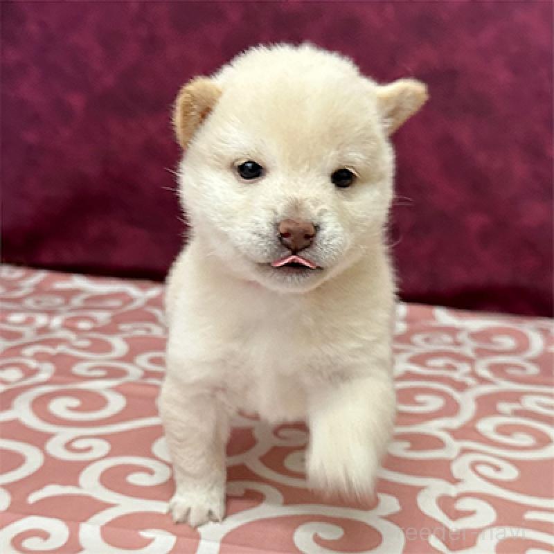 販売中の神奈川県の豆柴-449283の3枚目