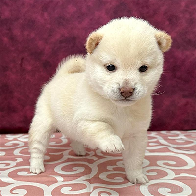 販売中の神奈川県の豆柴-449283の2枚目