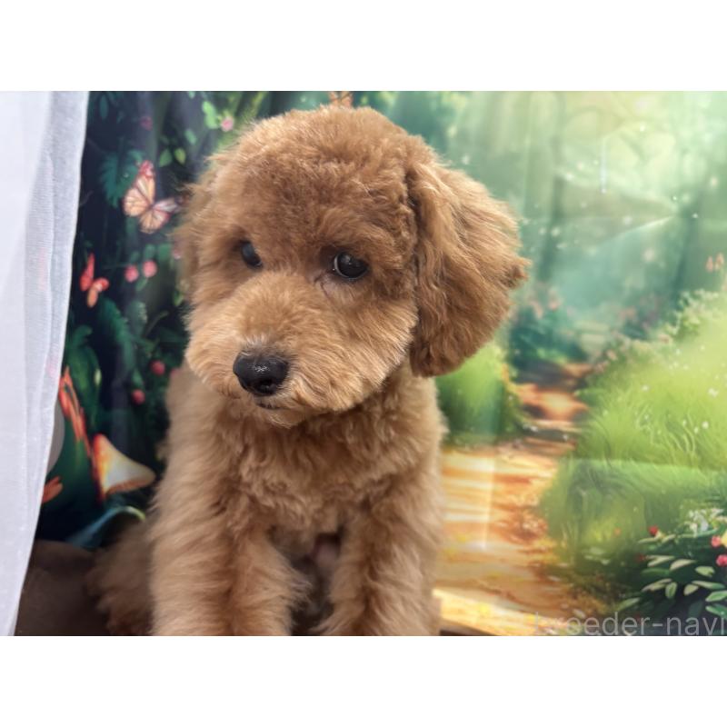 販売中の栃木県のトイプードル-423583の6枚目