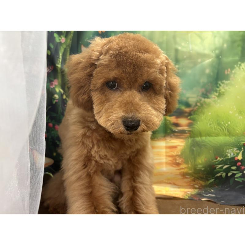 販売中の栃木県のトイプードル-423583の5枚目