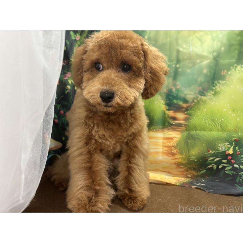 販売中の栃木県のトイプードル-423583の4枚目