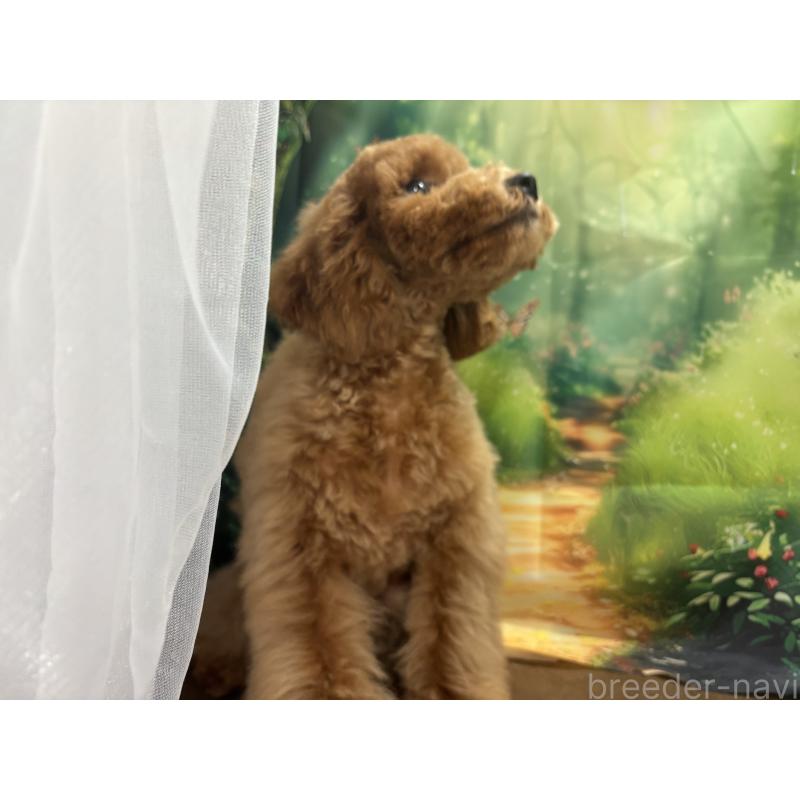 販売中の栃木県のトイプードル-423583の3枚目