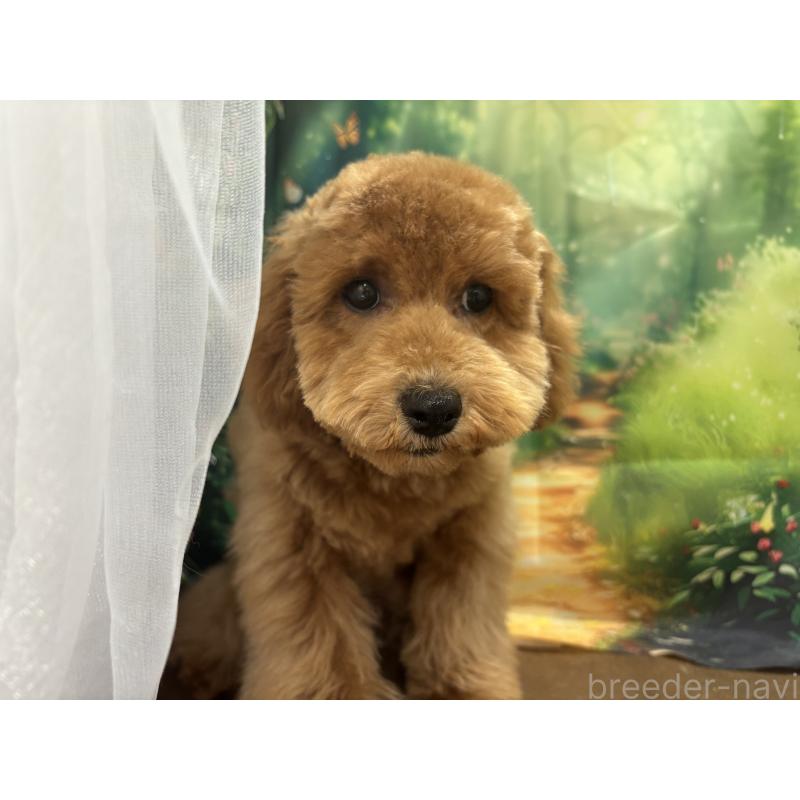 販売中の栃木県のトイプードル-423583