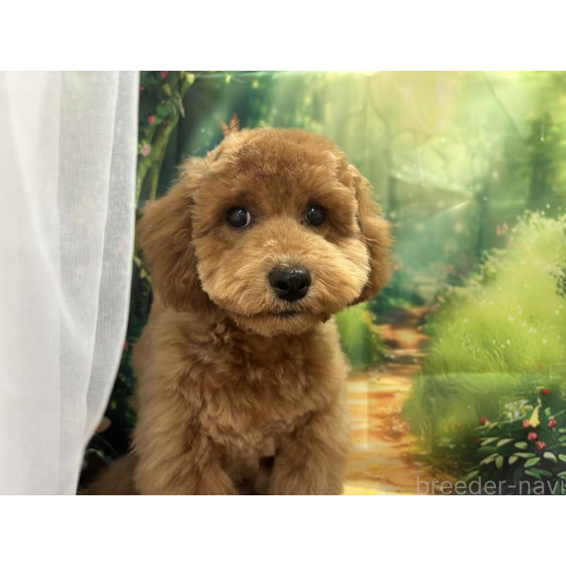 販売中の栃木県のトイプードル-423583の2枚目