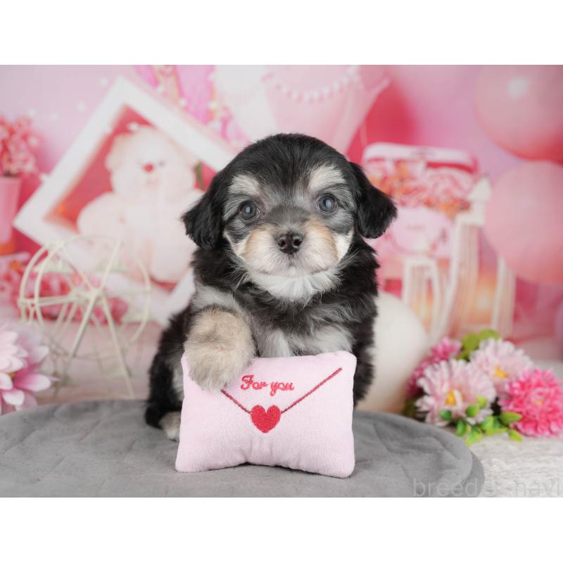 販売中の東京都のミックス犬-449288