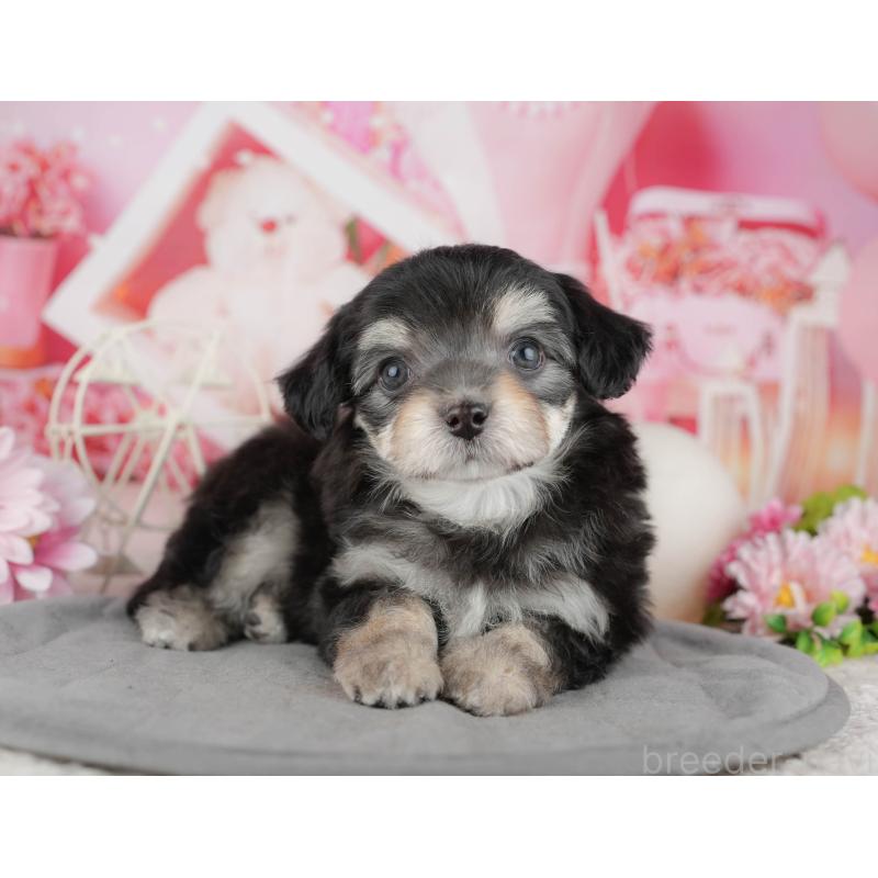 販売中の東京都のミックス犬-449288の8枚目