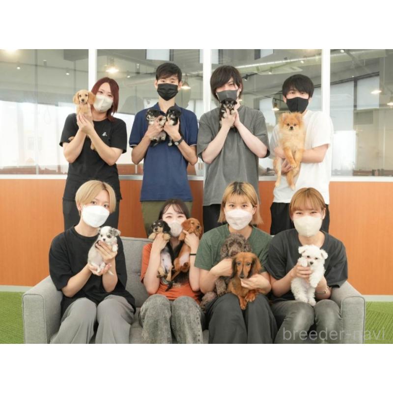 販売中の東京都のミックス犬-449288の2枚目