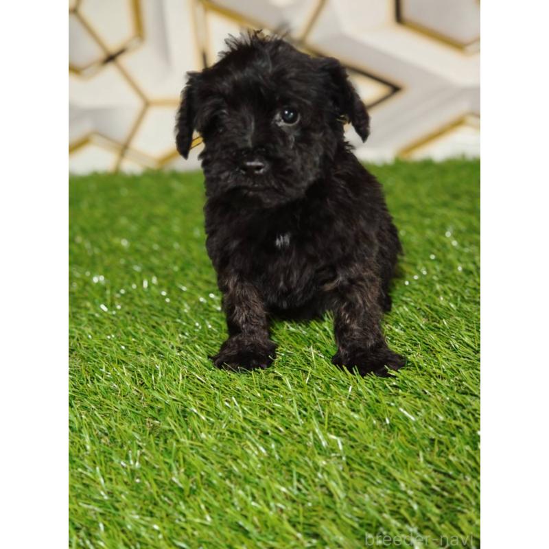 販売中の静岡県のミックス犬-449298の8枚目