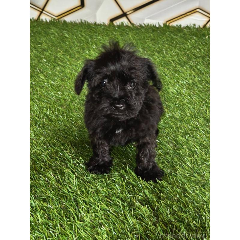 販売中の静岡県のミックス犬-449298の7枚目