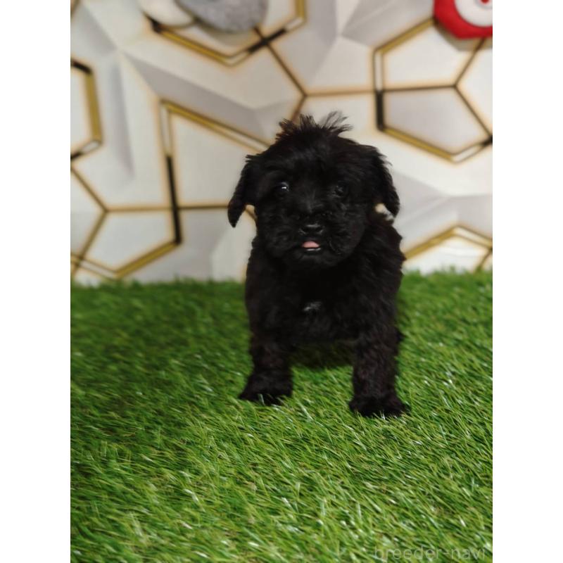 販売中の静岡県のミックス犬-449298の6枚目