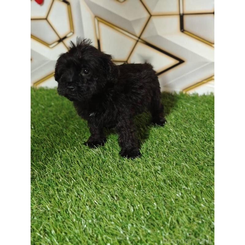 販売中の静岡県のミックス犬-449298の5枚目