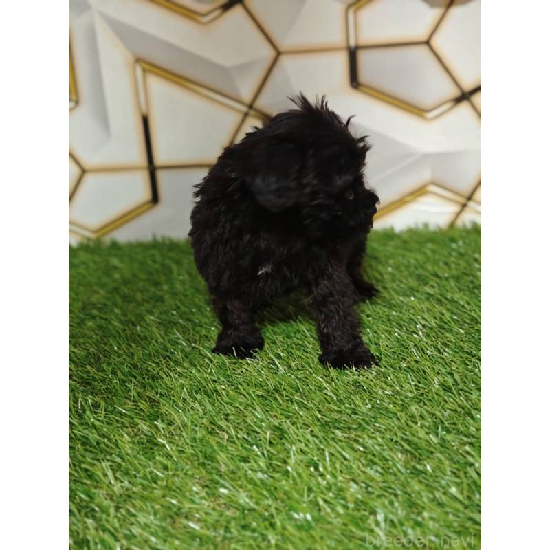 販売中の静岡県のミックス犬-449298の4枚目