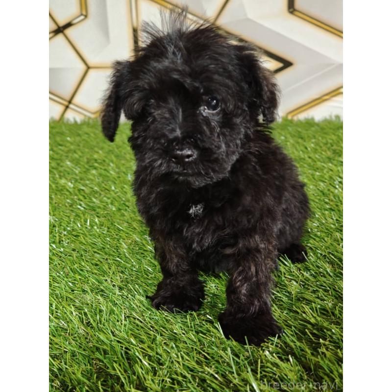 販売中の静岡県のミックス犬-449298の3枚目