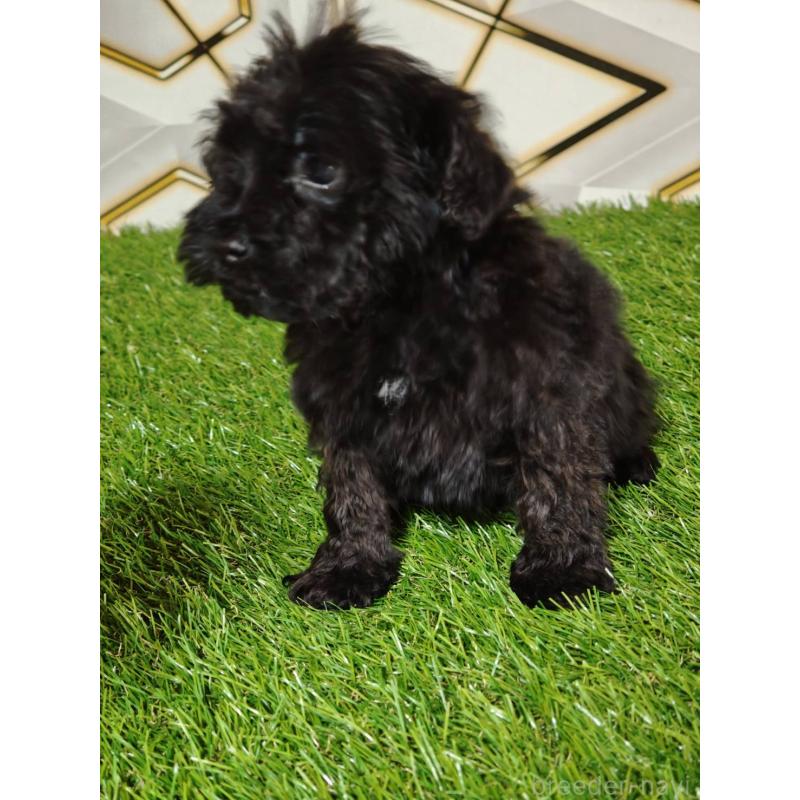 販売中の静岡県のミックス犬-449298の2枚目