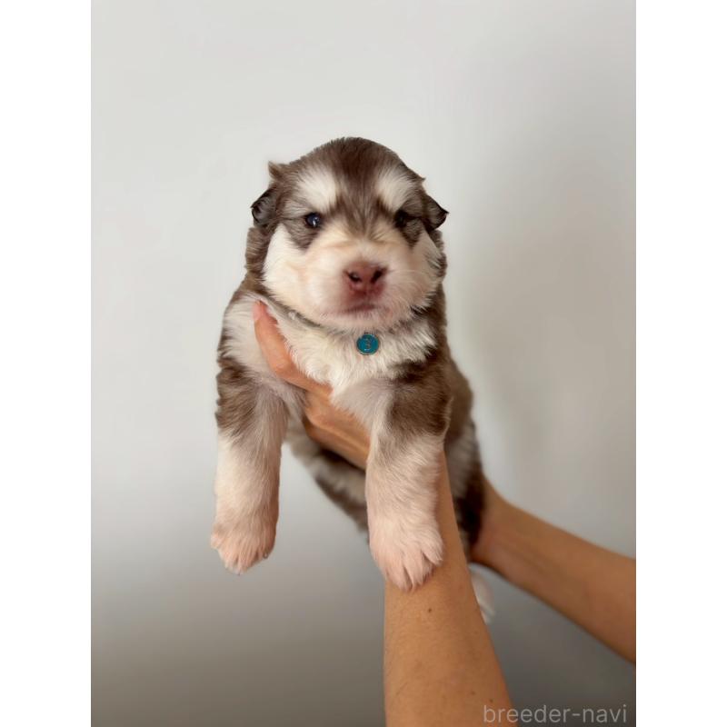 販売中の奈良県のアラスカンマラミュート-448409