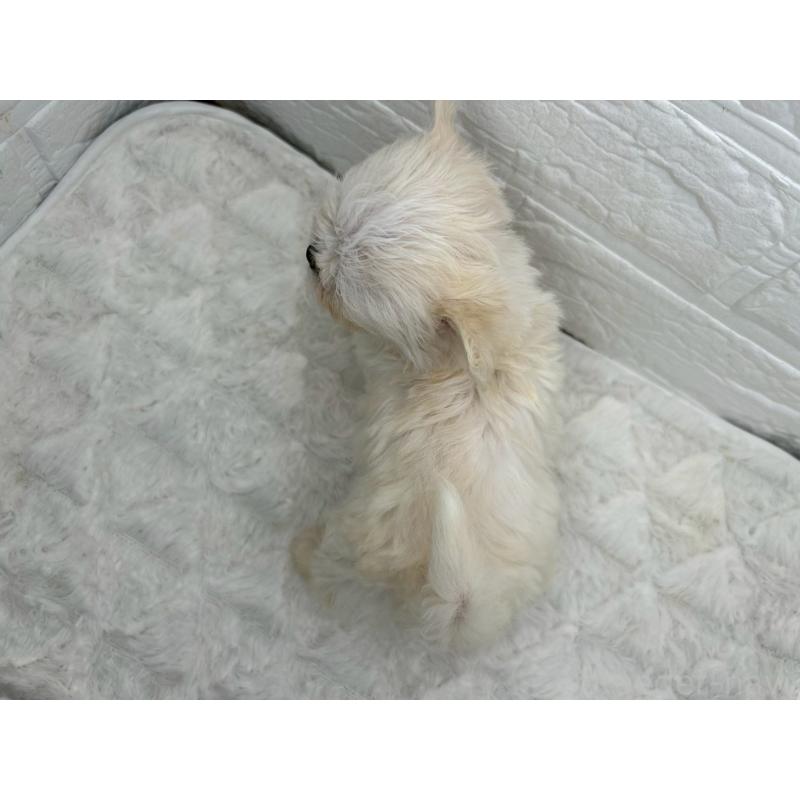 販売中の茨城県のチワマル:チワワ×マルチーズ-449296の9枚目