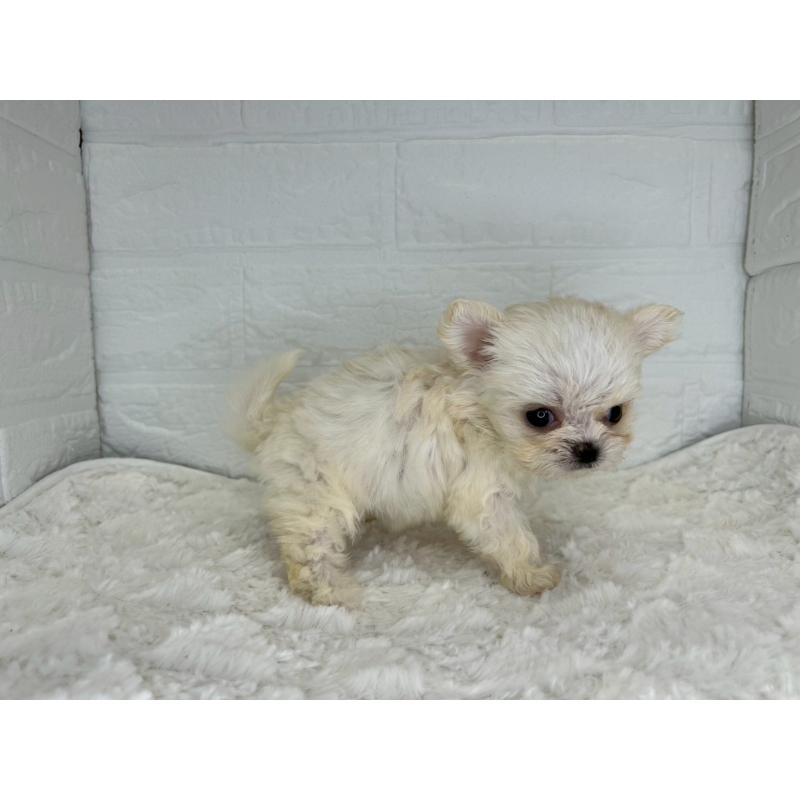 販売中の茨城県のチワマル:チワワ×マルチーズ-449296の7枚目