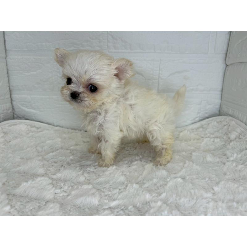 販売中の茨城県のチワマル:チワワ×マルチーズ-449296の6枚目