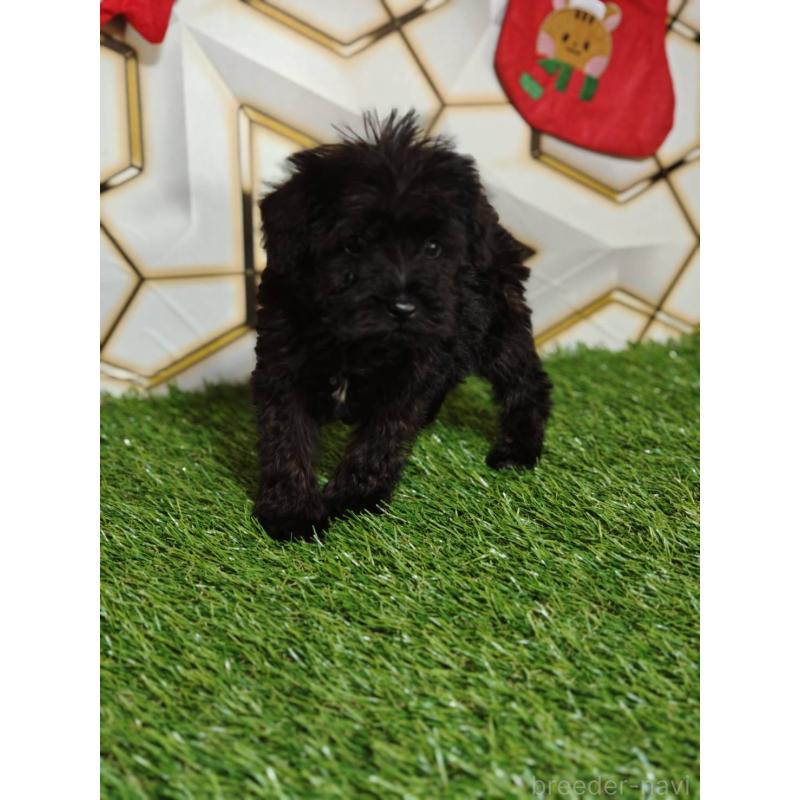 販売中の静岡県のミックス犬-449300の6枚目