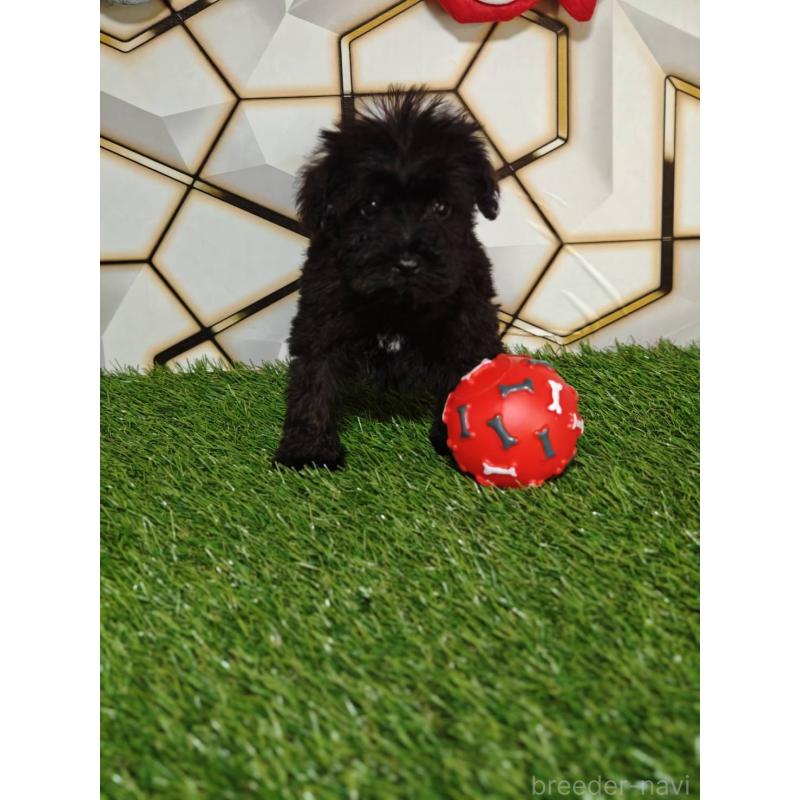 販売中の静岡県のミックス犬-449300の5枚目