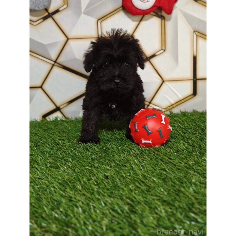 販売中の静岡県のミックス犬-449300の4枚目