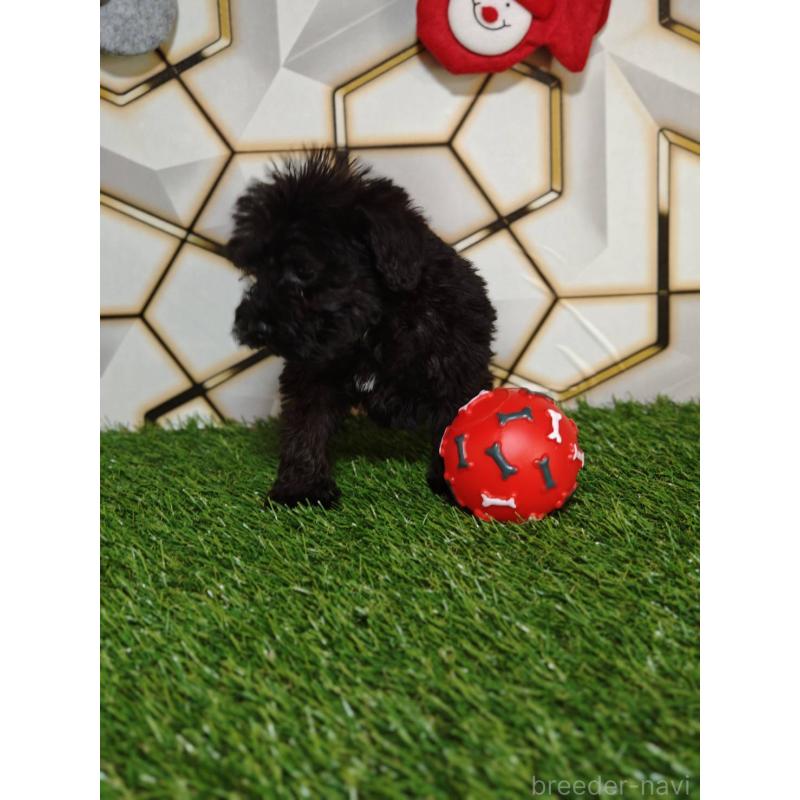 販売中の静岡県のミックス犬-449300の3枚目