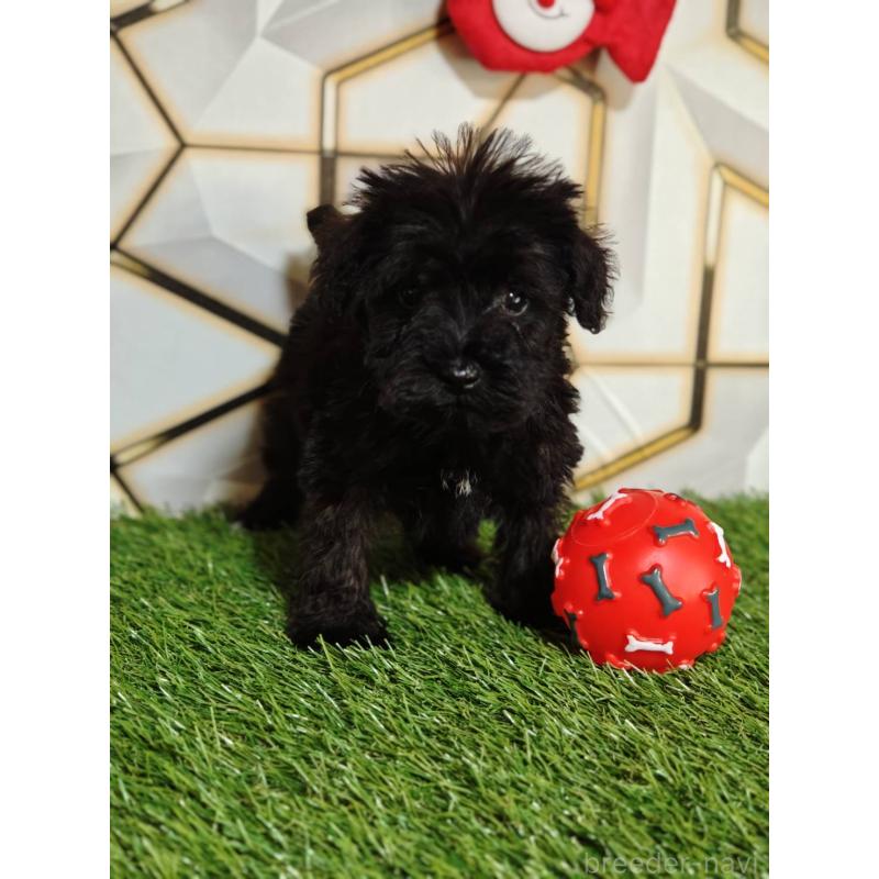 販売中の静岡県のミックス犬-449300の2枚目