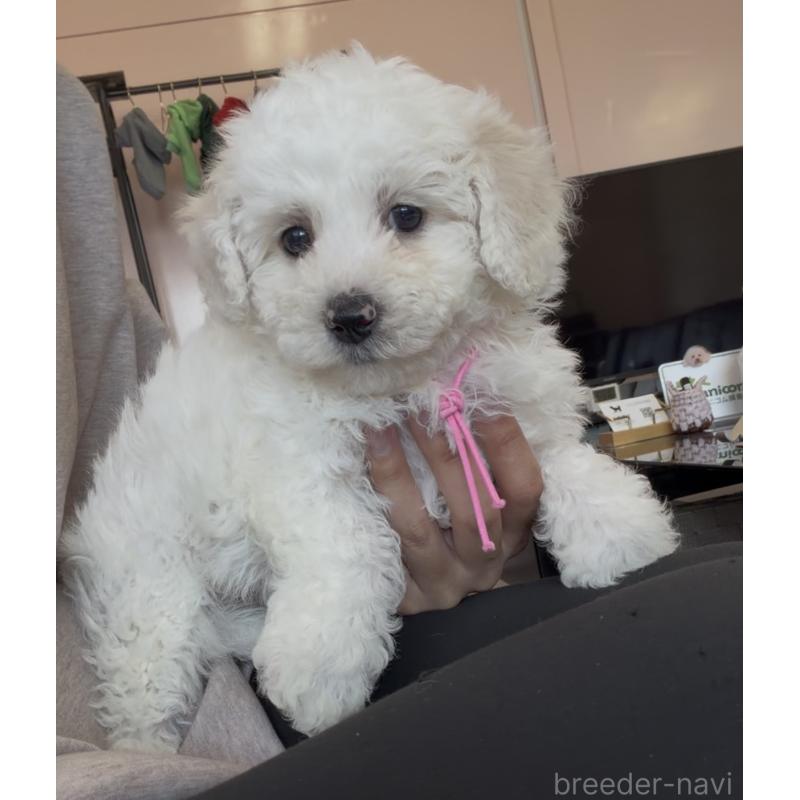 販売中の滋賀県のビションフリーゼ-449301の4枚目