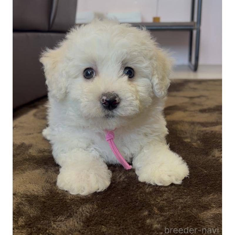 販売中の滋賀県のビションフリーゼ-449301の3枚目