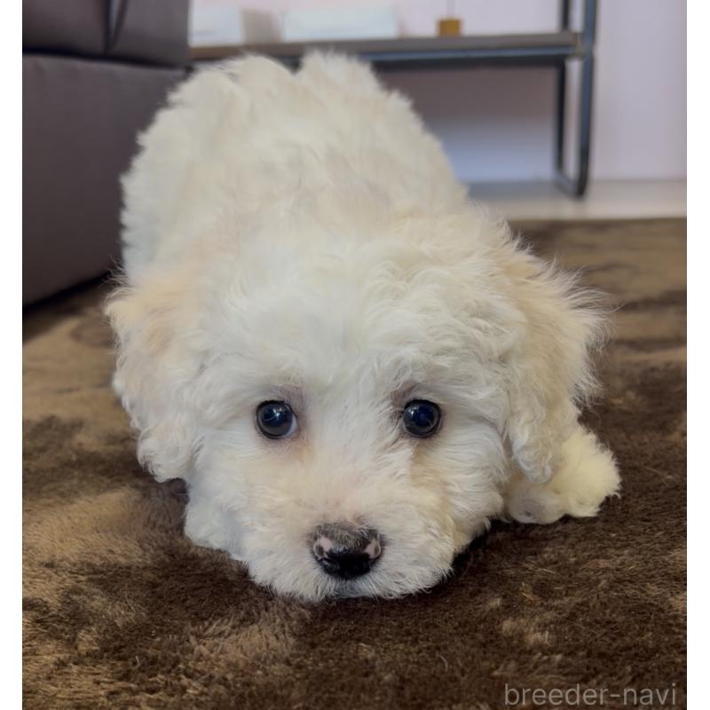 販売中の滋賀県のビションフリーゼ-449301の2枚目