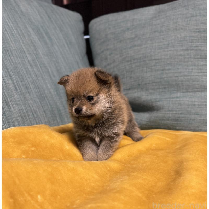 販売中の岡山県のミックス犬-449303の14枚目