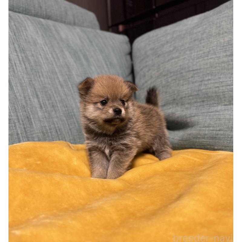 販売中の岡山県のミックス犬-449303の13枚目