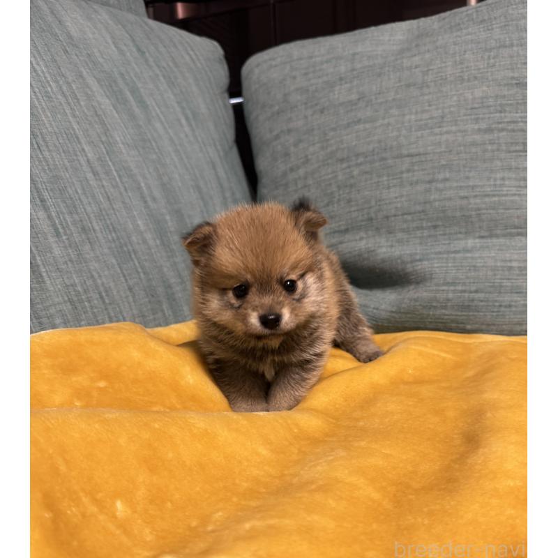 販売中の岡山県のミックス犬-449303の12枚目